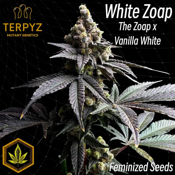 White zoap© fem terpyz mutant genetics feminized cannabis