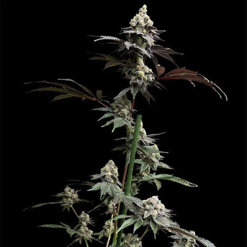 White zoap© fem terpyz mutant genetics feminized cannabis