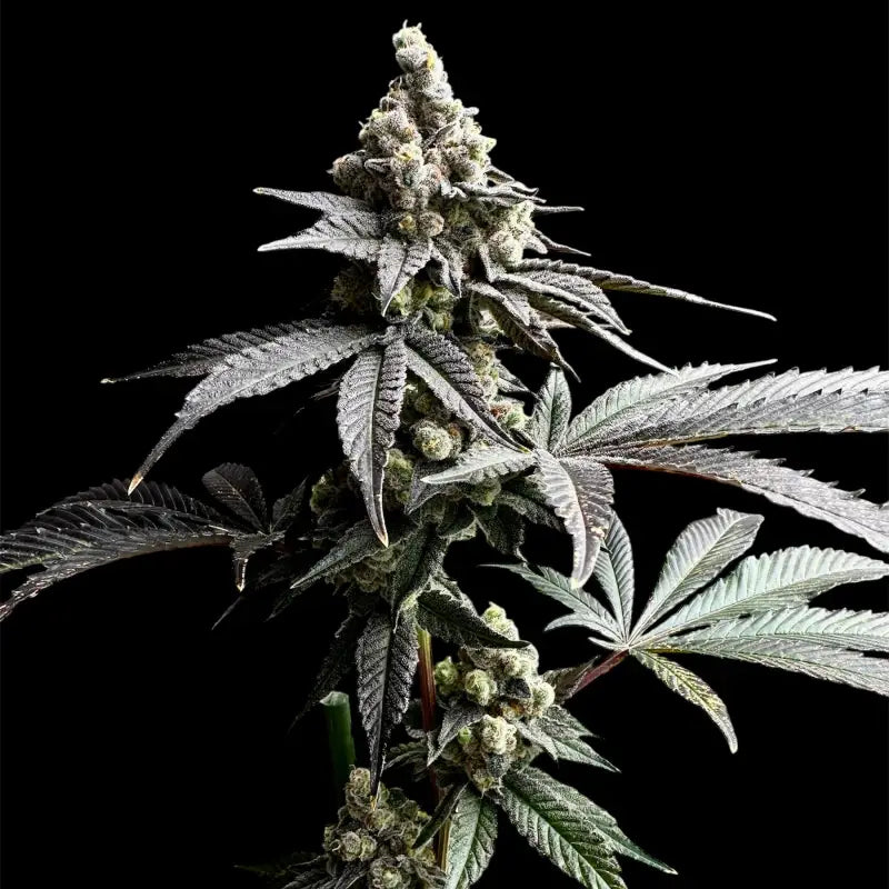 White zoap© fem terpyz mutant genetics feminized cannabis