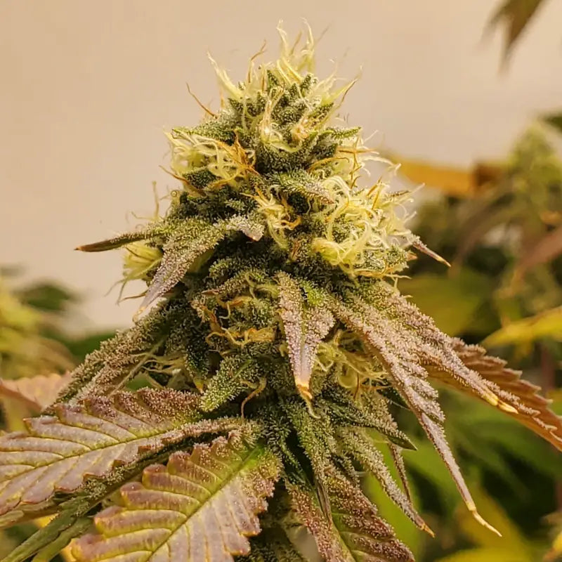 White zoap© fem terpyz mutant genetics feminized cannabis