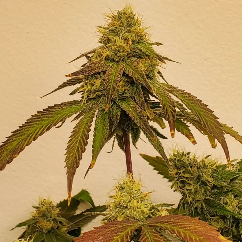 White zoap© fem terpyz mutant genetics feminized cannabis