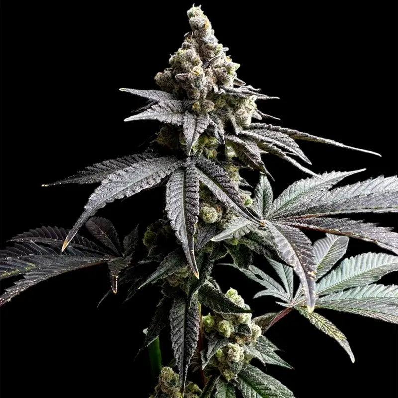 White zoap© fem terpyz mutant genetics feminized cannabis