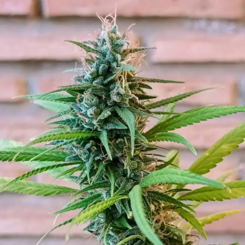 Who is your daddy ’abc’ f1 reg kalyseeds mutant