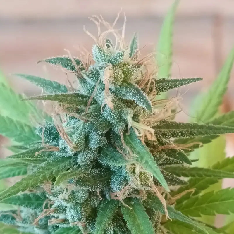 Who is your daddy ’abc’ f1 reg kalyseeds mutant
