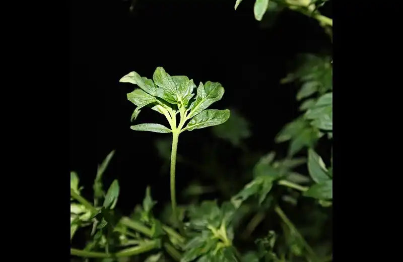 ABC | Australian Bastard Cannabis Seeds | Parsley Leaves | TerpyZ Mutant Genetics 