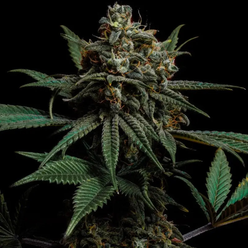 Zacatecas skunk© semi f1 reg terpyz mutant genetics hybrid