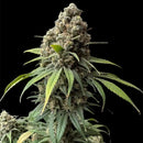 Zacatecas skunk© semi f1 reg terpyz mutant genetics hybrid