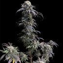 Zacatecas skunk© semi f1 reg terpyz mutant genetics hybrid