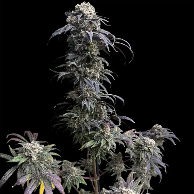 Zacatecas skunk© semi f1 reg terpyz mutant genetics hybrid