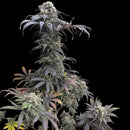 Zacatecas skunk© semi f1 reg terpyz mutant genetics hybrid