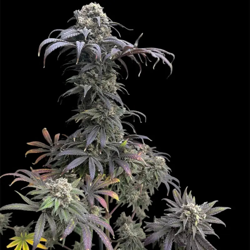 Zacatecas skunk© semi f1 reg terpyz mutant genetics hybrid