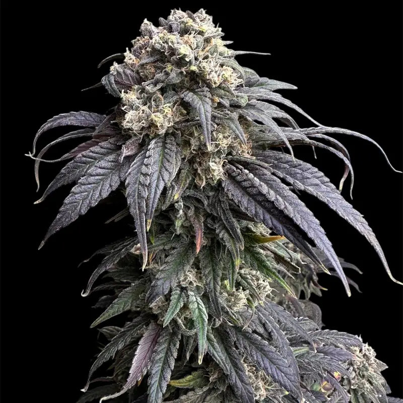 Zacatecas Skunk© Semi F1 Regular Cannabis Seeds | TerpyZ Mutant