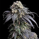 Zacatecas skunk© semi f1 reg terpyz mutant genetics hybrid