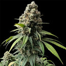 Zacatecas skunk© semi f1 reg terpyz mutant genetics hybrid