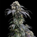 Zacatecas skunk© semi f1 reg terpyz mutant genetics hybrid