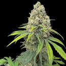 Zacatecas skunk© semi f1 reg terpyz mutant genetics hybrid