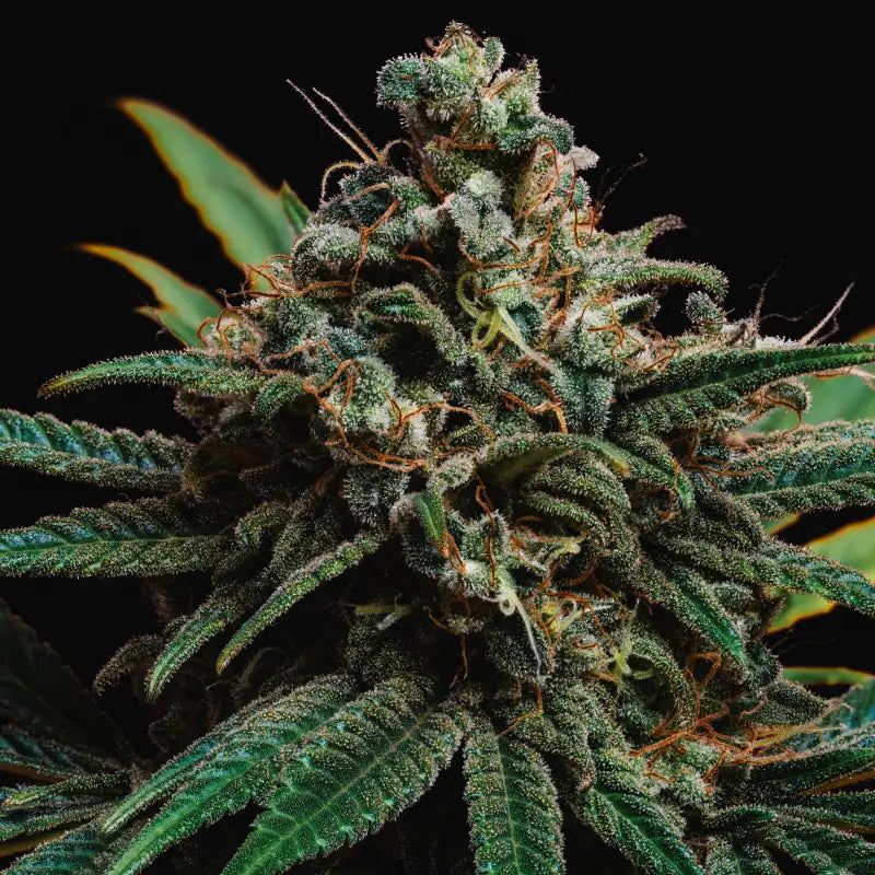 Zacatecas skunk© semi f1 reg terpyz mutant genetics hybrid