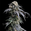 Zacatecas skunk© semi f1 reg terpyz mutant genetics hybrid