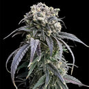 Zacatecas skunk© semi f1 reg terpyz mutant genetics hybrid