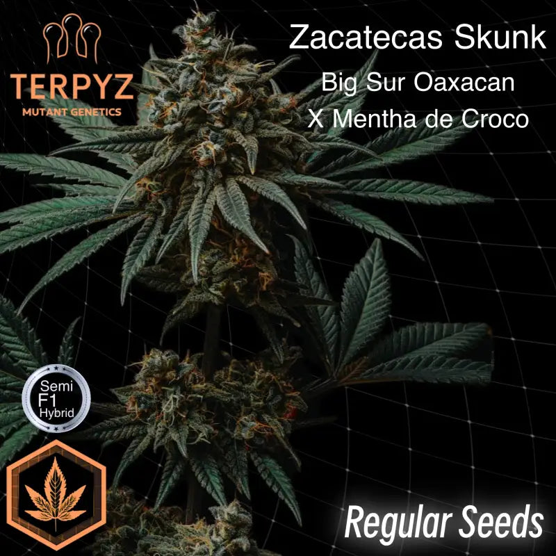 Zacatecas skunk© semi f1 reg terpyz mutant genetics hybrid