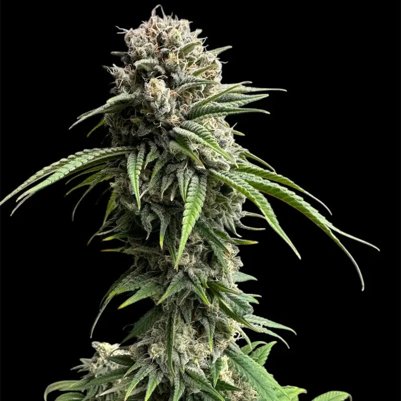 Zacatecas skunk© semi f1 reg terpyz mutant genetics hybrid