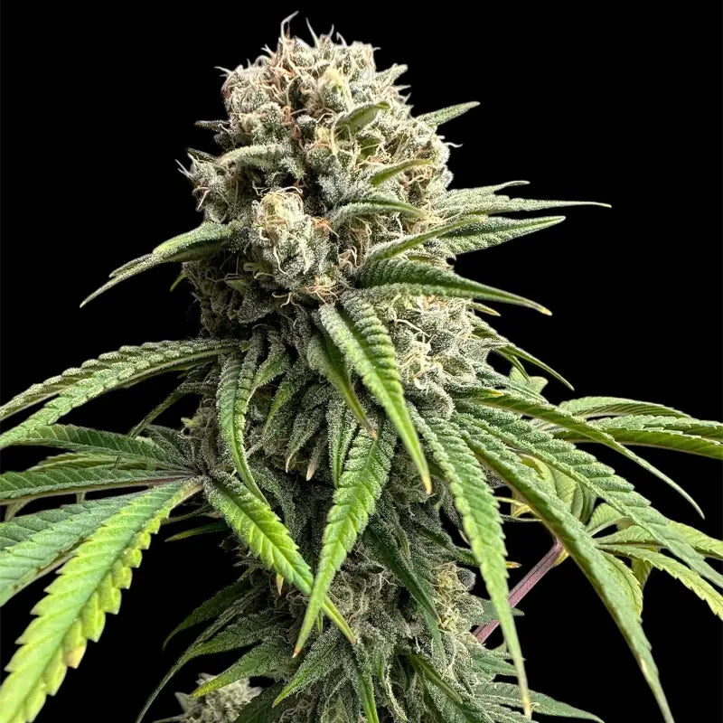 Zacatecas skunk© semi f1 reg terpyz mutant genetics hybrid