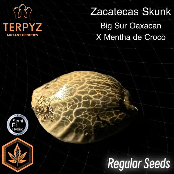 Zacatecas skunk© semi f1 reg terpyz mutant genetics hybrid