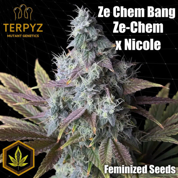 Ze chem bang (fem) terpyz upcoming strains