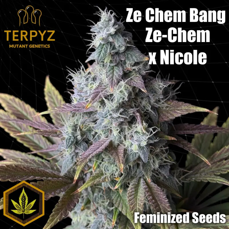 Ze chem bang© fem terpyz feminized cannabis seeds feminised