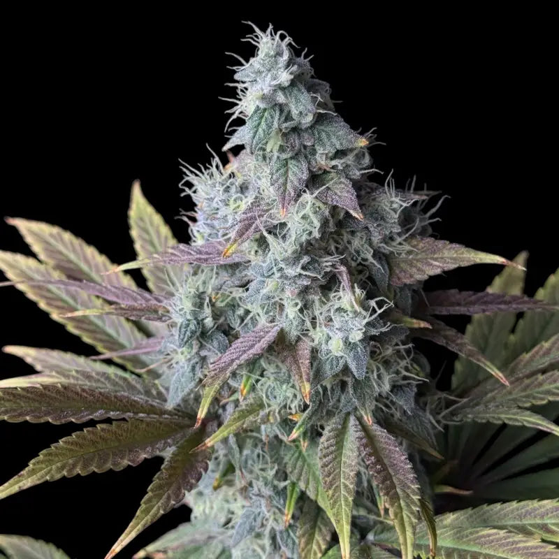 Ze chem bang© fem terpyz feminized cannabis seeds feminised