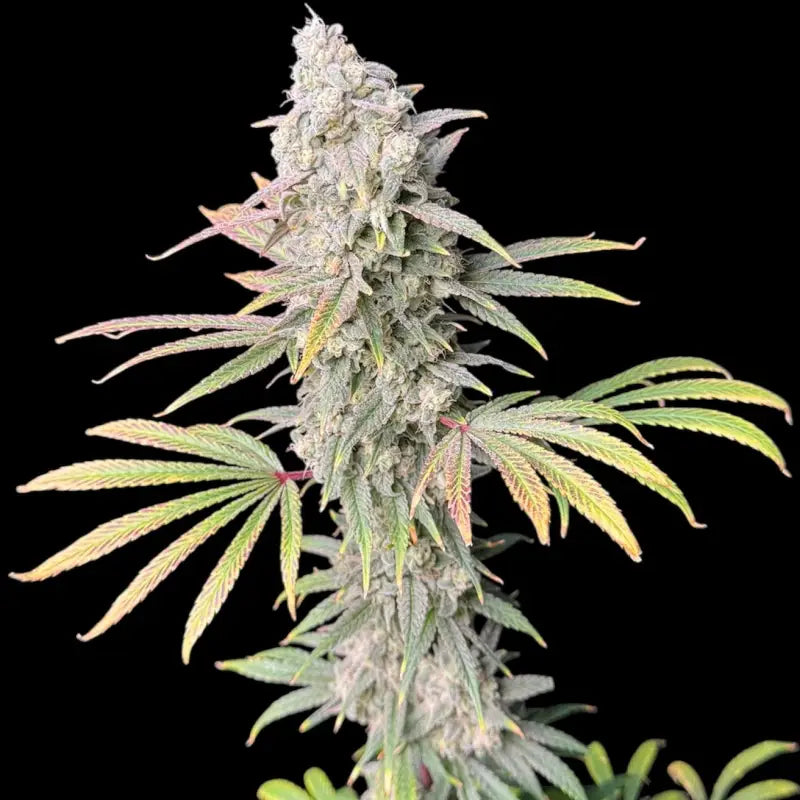 Zealix© fem terpyz feminized cannabis seeds feminised