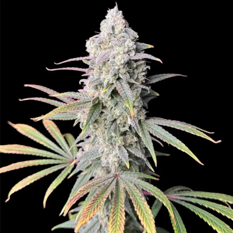 Zealix© fem terpyz feminized cannabis seeds feminised