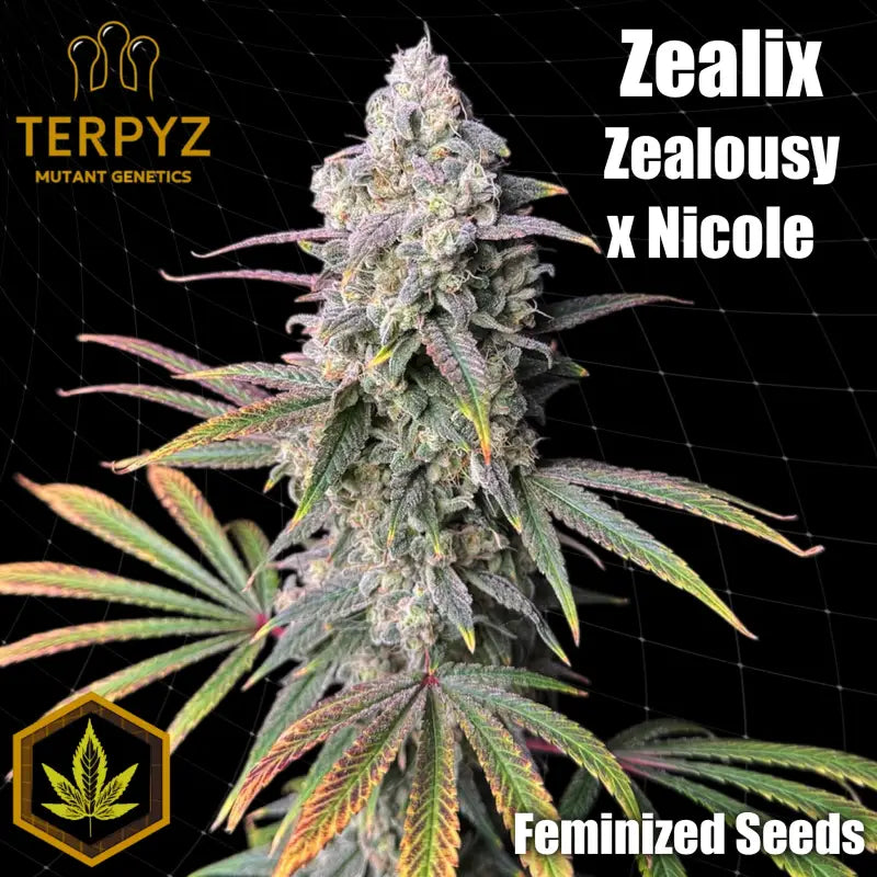 Zealix (fem) terpyz upcoming strains