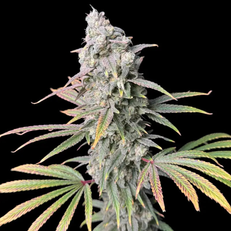 Zealix© fem terpyz feminized cannabis seeds feminised