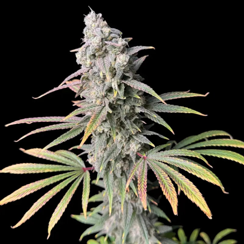 Zealix© fem terpyz feminized cannabis seeds feminised