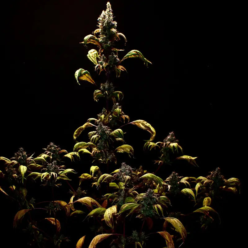 Zen-x swag© mutant reg terpyz genetics cannabis seeds sold