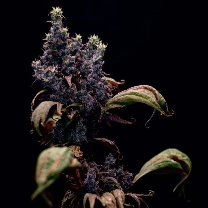 Zen - x swag© mutant reg terpyz genetics cannabis seeds