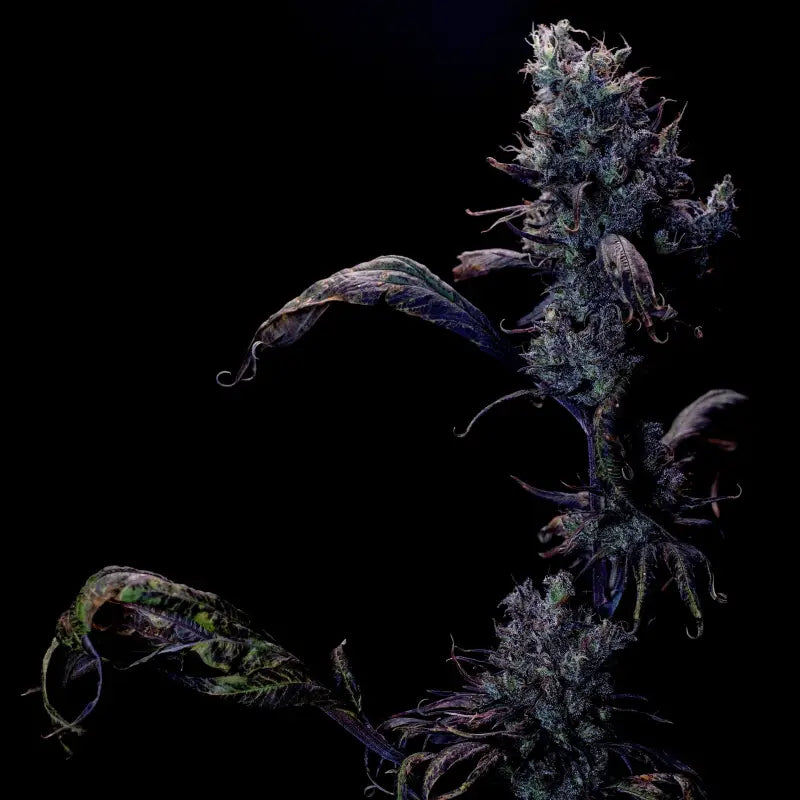 Zen-x swag© mutant reg terpyz genetics cannabis seeds sold