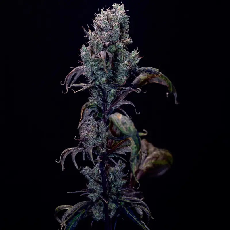 Zen-x swag© mutant reg terpyz genetics cannabis seeds sold