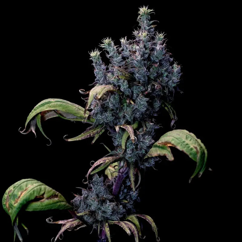 Zen-x swag© mutant reg terpyz genetics cannabis seeds sold
