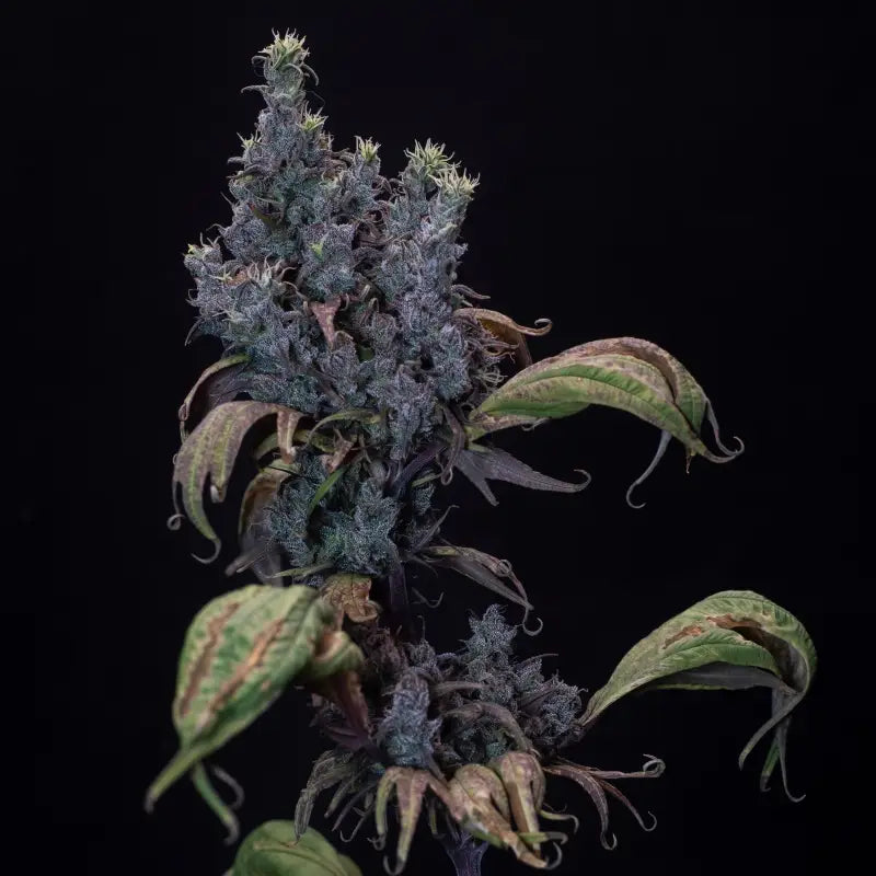 Zen-x swag© mutant reg terpyz genetics cannabis seeds sold