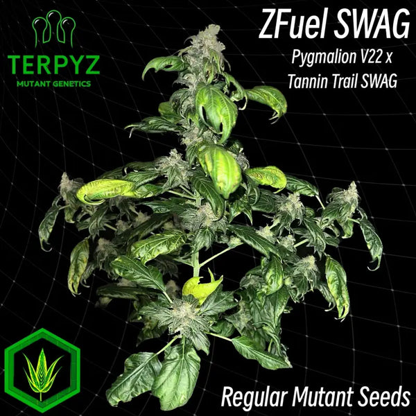 Zfuel swag© mutant reg terpyz genetics cannabis seeds