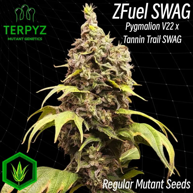 Zfuel SWAG | Mutant Cannabis Seeds | TerpyZ