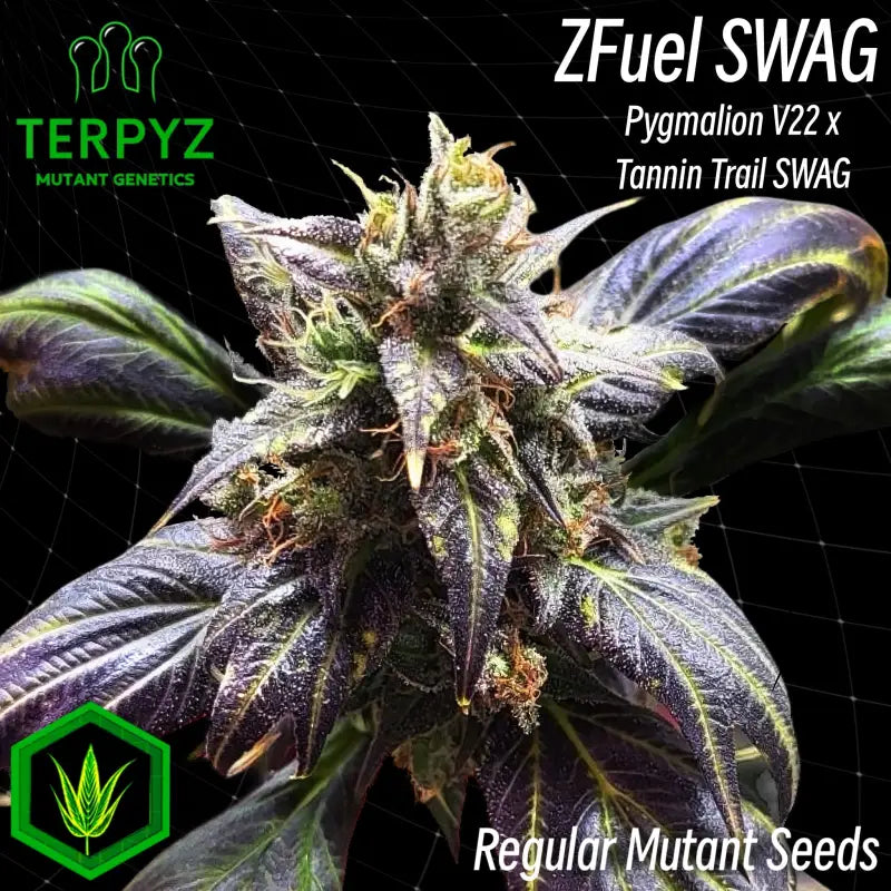 Zfuel swag© mutant reg terpyz genetics cannabis seeds sold