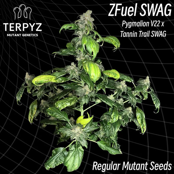 Zfuel swag ’smooth-edged webbed leaves’ (regular mutant