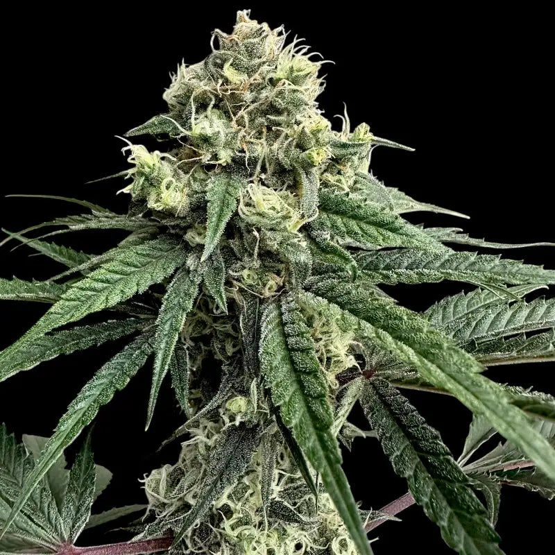 Zitro© fem terpyz feminized cannabis seeds new releases!