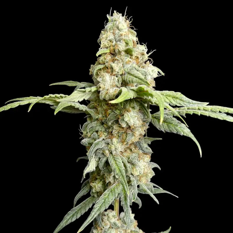 Zitro© fem terpyz feminized cannabis seeds new releases!