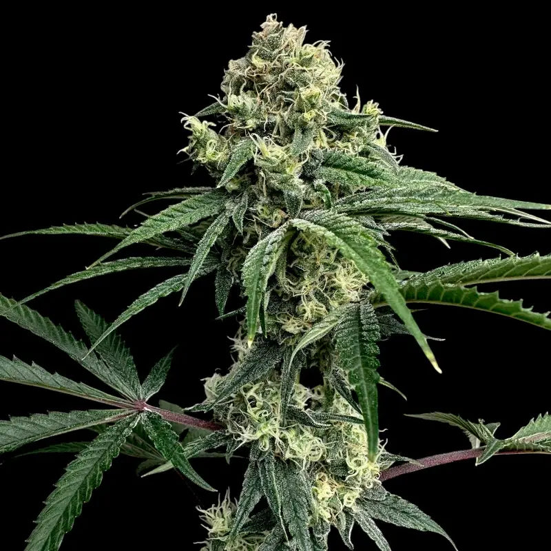 Zitro© fem terpyz feminized cannabis seeds new releases!