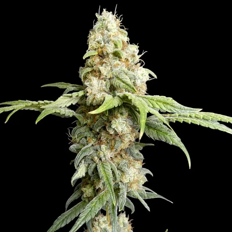 Zitro© fem terpyz feminized cannabis seeds new releases!