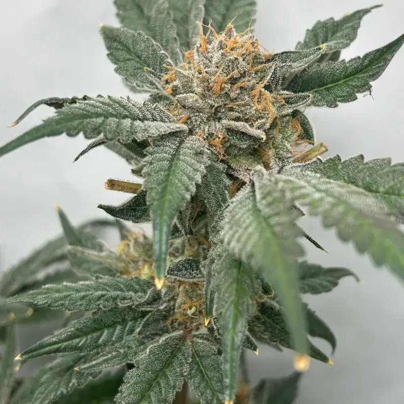 Zitro© fem terpyz feminized cannabis seeds new releases!